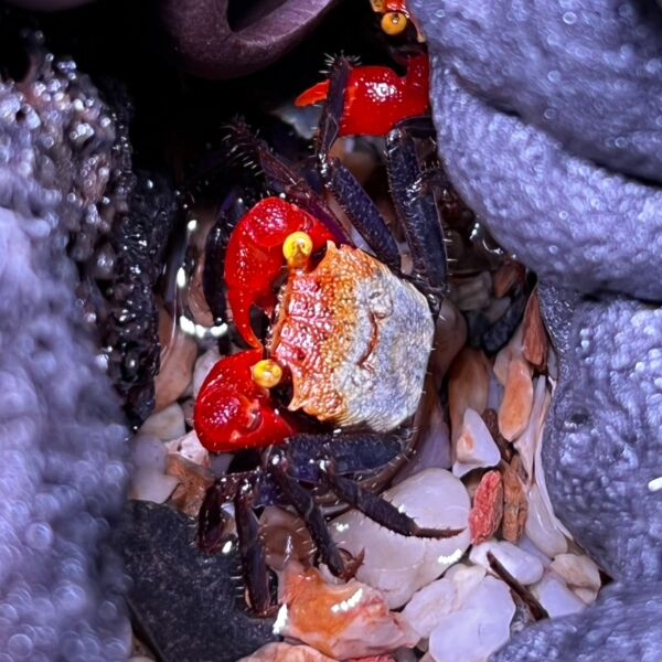 Geosesarma sp.rouxi  Vampierkrab